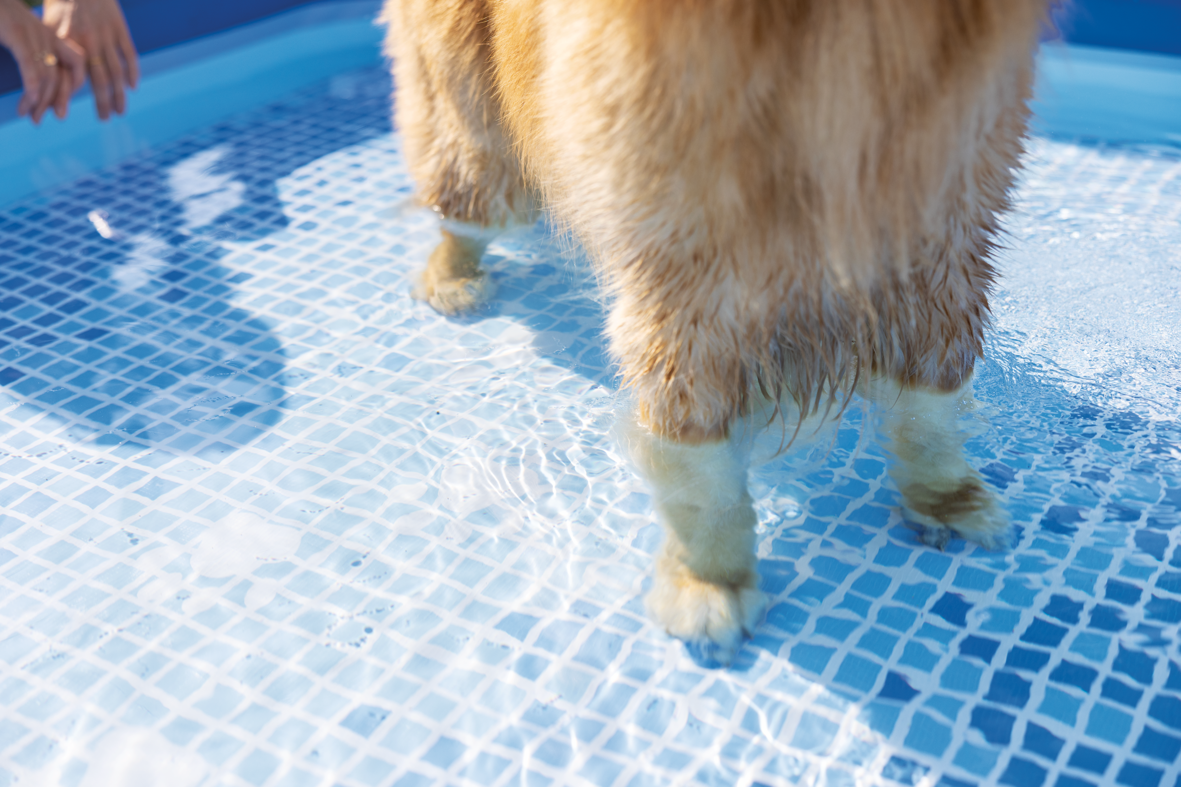 Прямокутний басейн для домашніх тварин