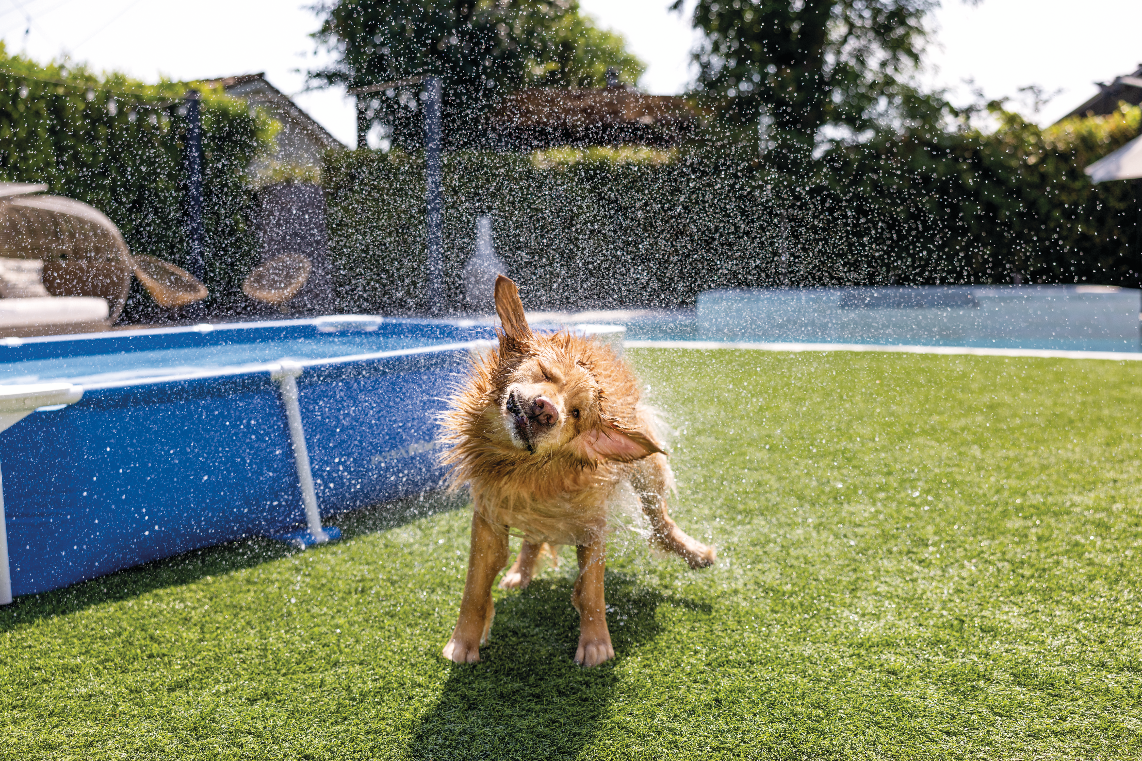 Прямокутний басейн для домашніх тварин